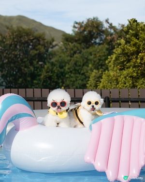 夏天必去🐶💦 小巴直達！