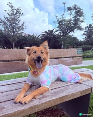 彭福公園爸媽帶我行！🐕💨