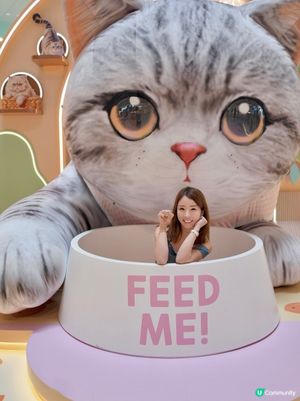 來探可愛小貓迷🐈