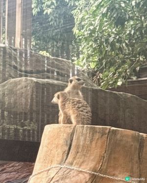 可愛的動物