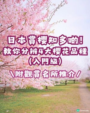 日本賞櫻入門級🌸教你分辨4大品種😎附觀賞名所推介✨