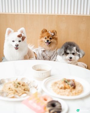 推介✨北角匯室內寵物友善餐廳✨可落地