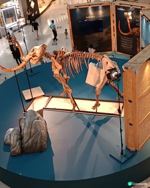 中環睇猛獁象🐘化石展覽