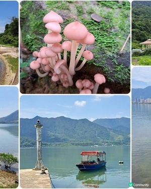 《荔枝窩至鹿頸行山篇》梅子林、谷埔、鳳坑