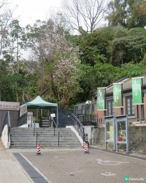 漫遊香港 - 美孚 饒宗頤文化館 散策 賞花相集