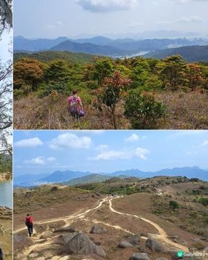 《大埔大菴路至城門水塘行山篇》小菴山、走馬崗、白千層