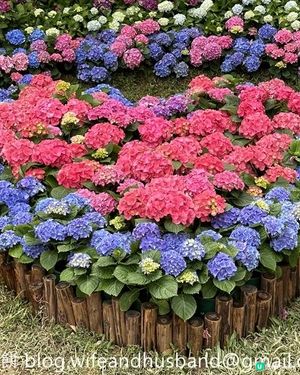 本地遊 | 坐港鐵遊香港 | 青衣站 | 兩個繡球花打卡熱點