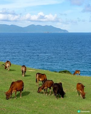 🇭🇰塔門島超詳盡攻略-享受☀️🏖️美景