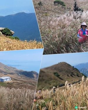 《伯公坳至東涌行山篇》🌾大東山芒草季節2022