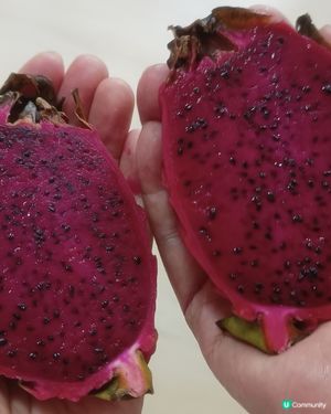 迷你紅肉火龍果🌵