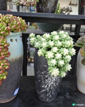 深圳荷蘭花卉小鎮