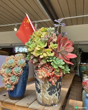 深圳荷蘭花卉小鎮