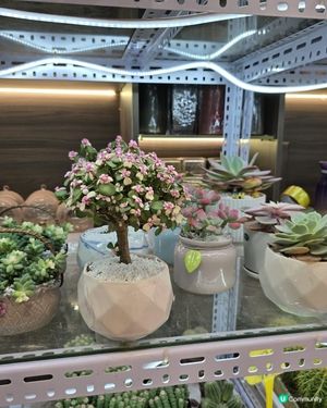 深圳荷蘭花卉小鎮