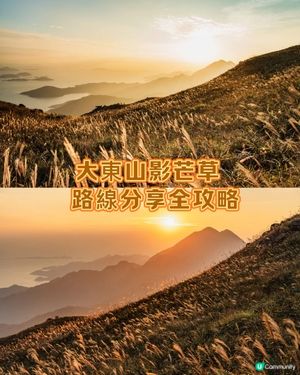 芒草季必去絕美大東山 交通路線全攻略😍😍