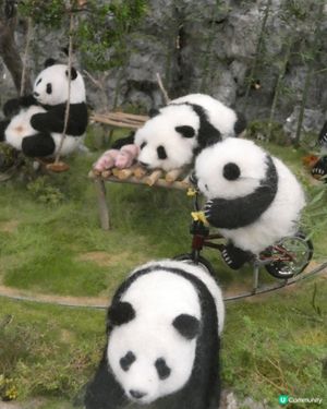 熊貓駕到🐼