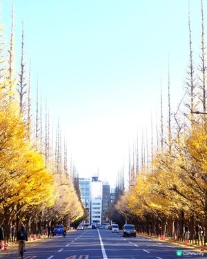 東京銀杏大道📸金黃閃耀 ✨