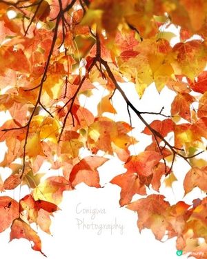 大棠紅葉🍁楓香林😍又到咗打卡嘅時候啦‼️