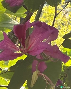 九龍公園研木徑洋紫荊