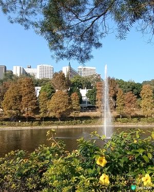 香港仲有好多紅葉靚景🏞️