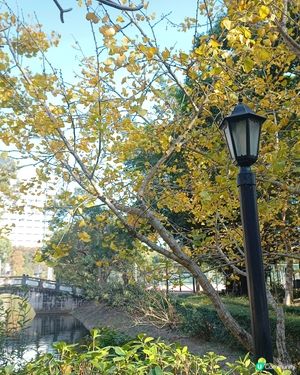 香港也有咁靚嘅景🍂