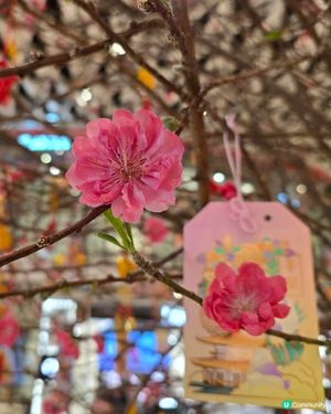 賀年桃花 🌸