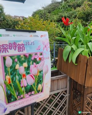 🌷花深時節@饒宗頤文化館 💚春季賞花好去處