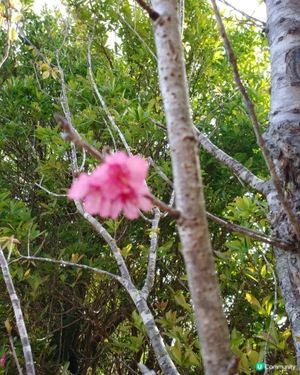 樹中花