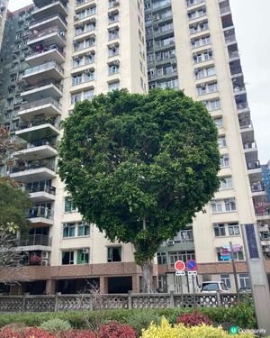 愛心樹