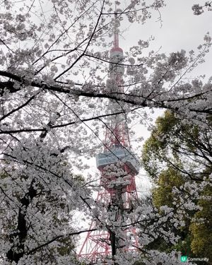 🌸日本櫻花祭準備開始啦🔥東京鐵塔打卡靚到爆💜