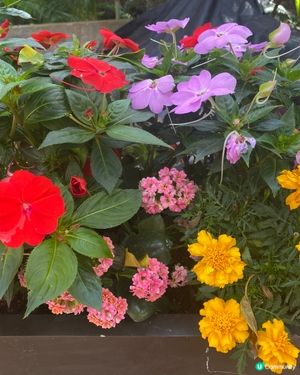 香港公園賞花🌸  心曠神怡😌