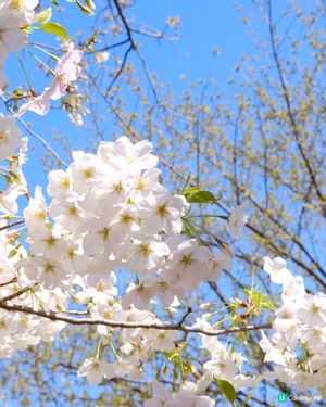 上野恩賜公園🌸賞櫻攻略！
