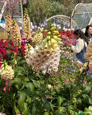 花卉展覽2025