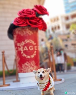 霸王茶姬1881茶友限定店嘉年華登場！💖