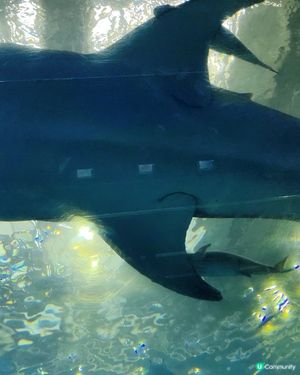 美麗海水族館