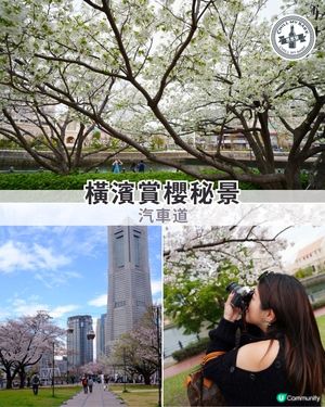 橫濱賞櫻秘景🚗🌸 汽車道浪漫漫步！