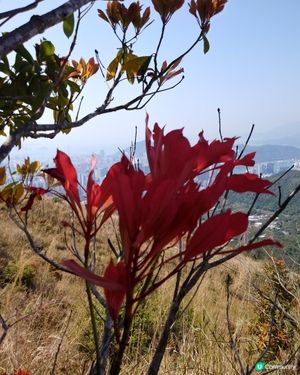 另類紅葉
