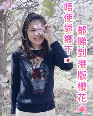 唔使返鄉下🇯🇵都睇到 港版櫻花🌸