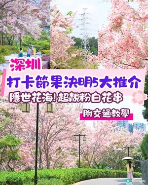 深圳賞花節果決明5大推介📸隱世公園如櫻花花海超靚😍附交通教學🚗