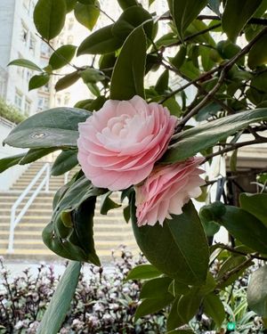 🌺🌺《山茶花》嗎？🌺🌺
