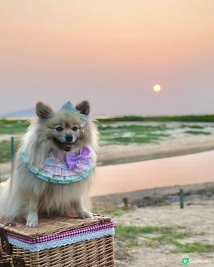 下白泥看日落🌄