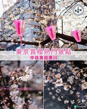 東京賞櫻🌸必去！中目黑目黑川🌸隧道！