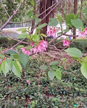 廣州櫻花