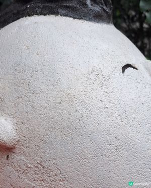 為何他的頭上生了一根草