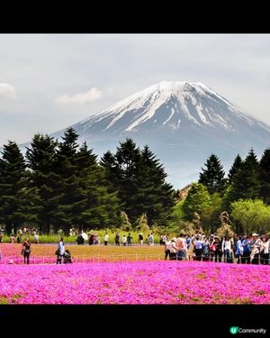 2025 東京賞櫻 富士芝櫻祭🌸🌸🌸  即刻出發！