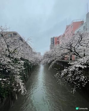欣賞櫻花