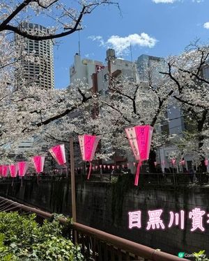 東京賞櫻一定要到的景點