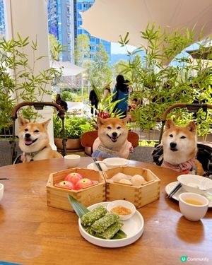 帶住毛孩嘆點心🥧