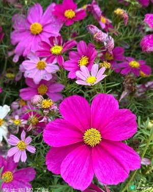 香港好去處 | 賞花 | 維園花展 | 秋英 (上)