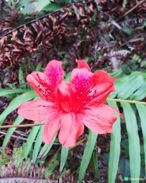 野花處處