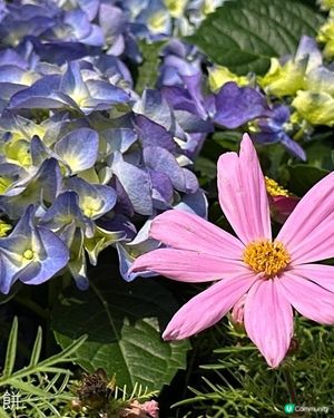 香港好去處 | 賞花 | 維園花展 | 秋英 (下)